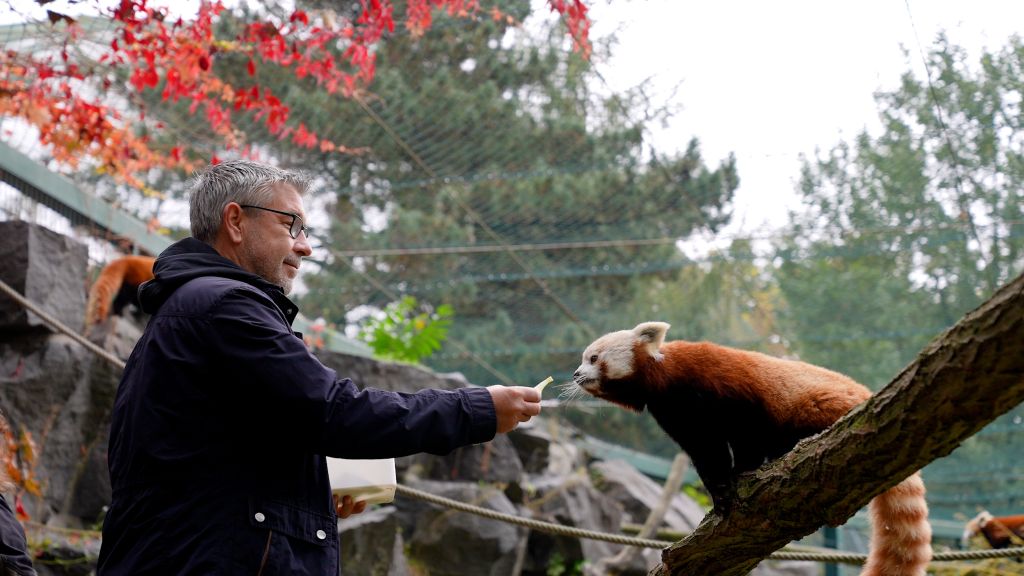 Ein Mann füttert einen roten Panda in einem Zoo, umgeben von herbstlichen Farben und Felsen.
