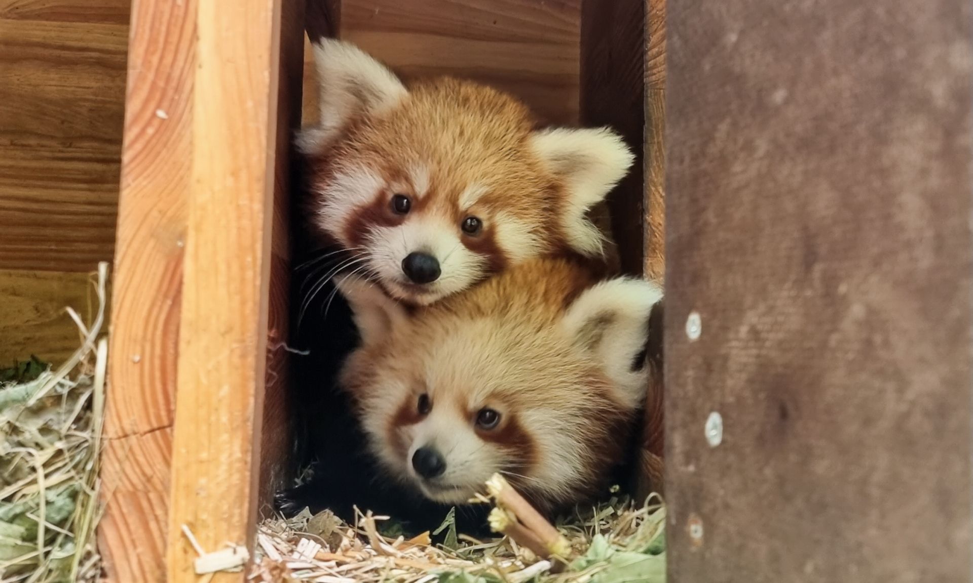 Zwei Rotfüchse liegen eng zusammengedrängt in einer Holzbehausung und schauen neugierig hinaus.
