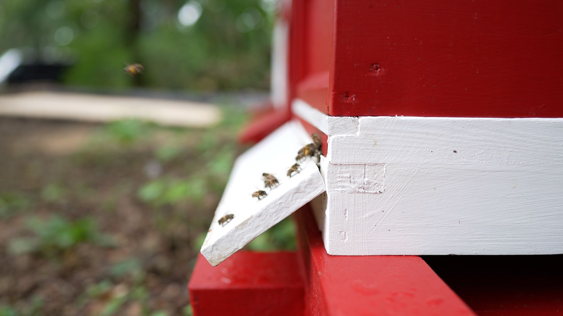 Bienen fliegen aus einem roten Bienenstock mit weißen Akzenten, umgeben von grünem Gras und unscharfem Hintergrund.