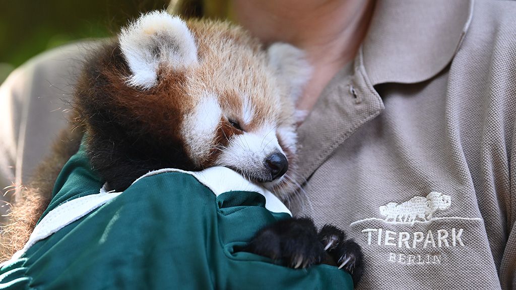 Junger roter Panda wird sanft von einem Tierpfleger in einem grünen Handschuh gehalten.