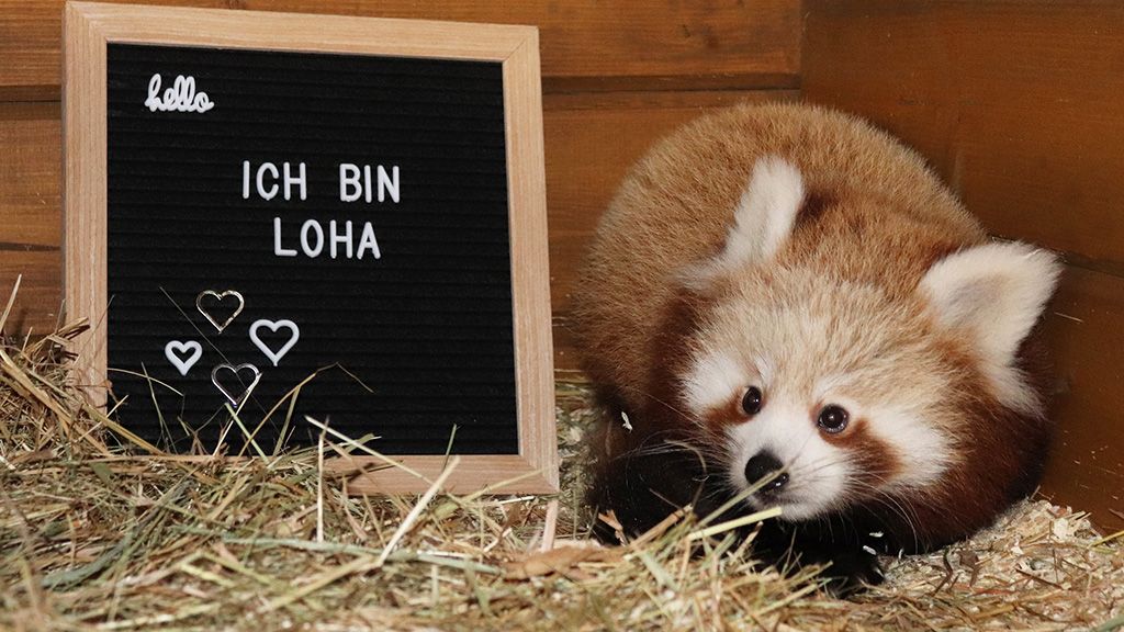Roter Panda liegt auf Heu neben einer Tafel mit der Aufschrift „Ich bin Loha“.