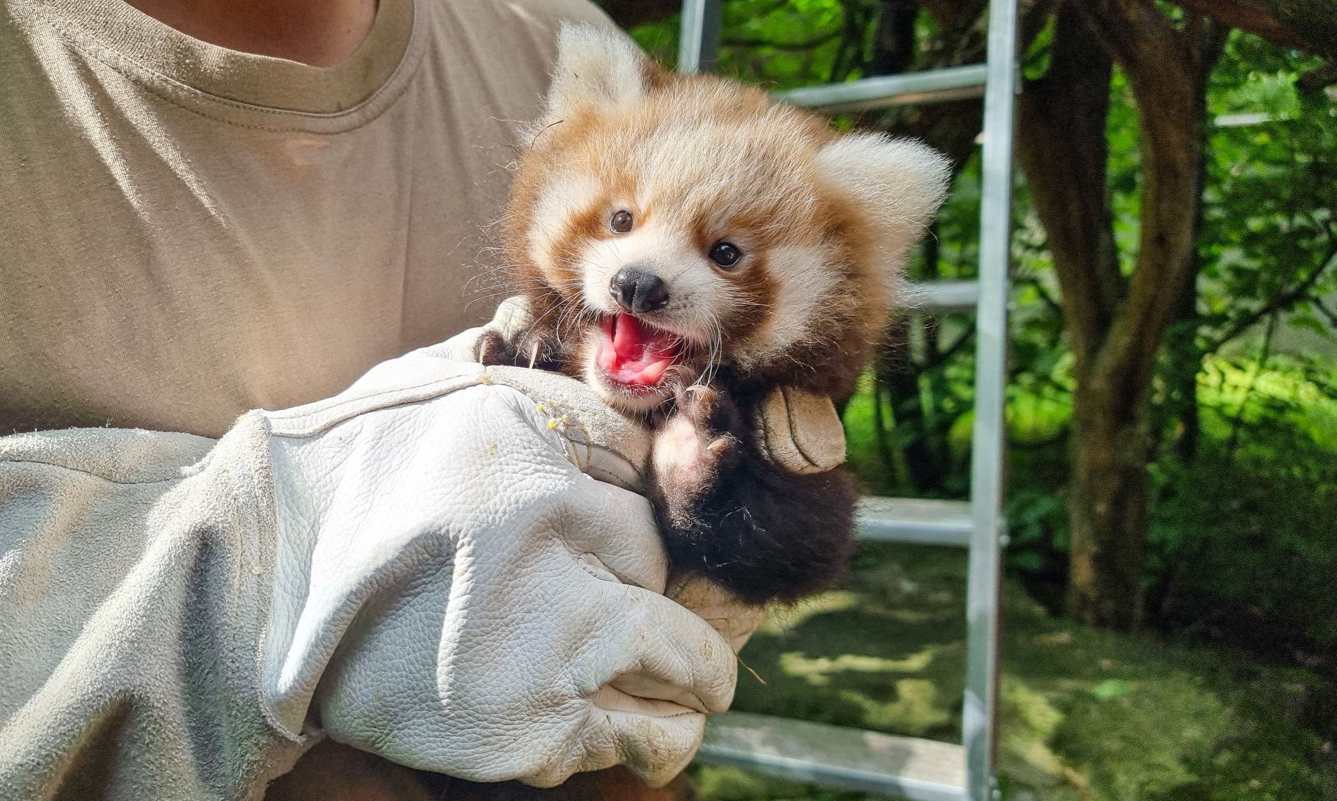 Ein kleiner roter Panda wird von einer Person in Handschuhen gehalten und zeigt seine Zähne. Hintergrund mit Bäumen und Verwischungen.