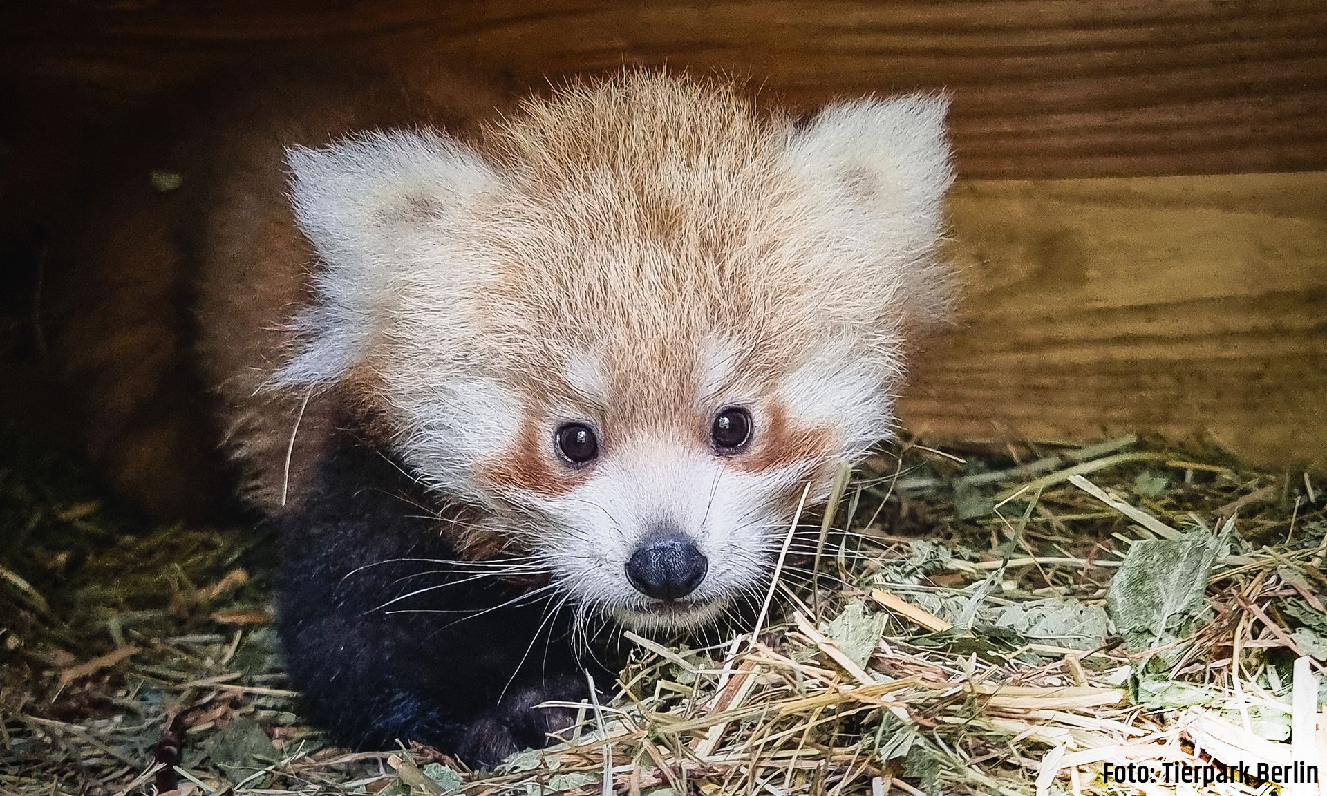 Wir suchen einen Namen für ein rotes Panda-Mädchen